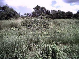 Las Lomas Bush