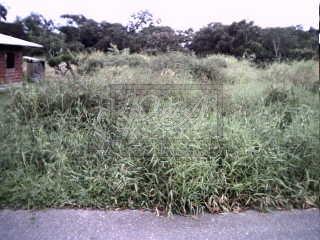 Las Lomas Back
